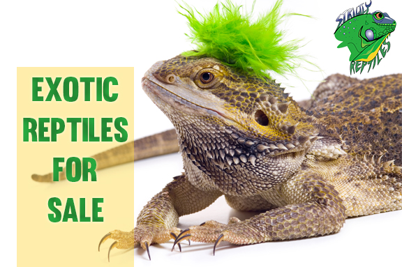 Exotic Reptiles For Sale 112